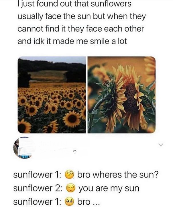 you are my sun bro - I just found out that sunflowers usually face the sun but when they cannot find it they face each other and idk it made me smile a lot sunflower 1 bro wheres the sun? sunflower 2 you are my sun sunflower 1 bro...