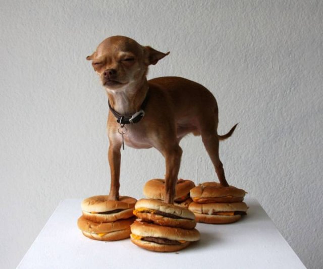 funny pics and memes - chihuahua on cheeseburgers