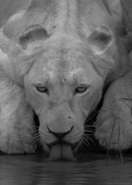 lioness gif black and white