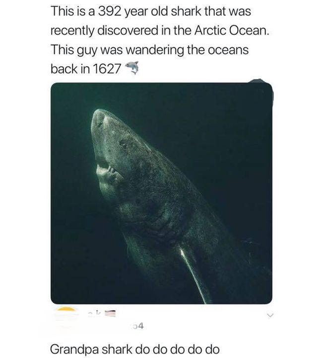 Ocean - This is a 392 year old shark that was recently discovered in the Arctic Ocean. This guy was wandering the oceans back in 1627 04 Grandpa shark do do do do do