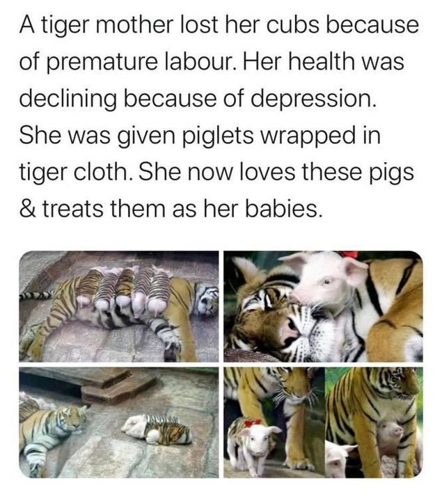 tiger - A tiger mother lost her cubs because of premature labour. Her health was declining because of depression. She was given piglets wrapped in tiger cloth. She now loves these pigs & treats them as her babies.