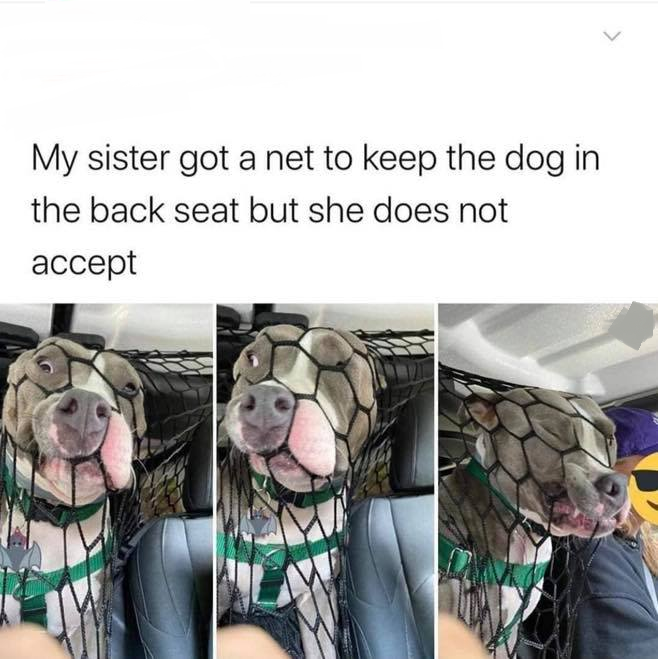 dog - My sister got a net to keep the dog in the back seat but she does not accept