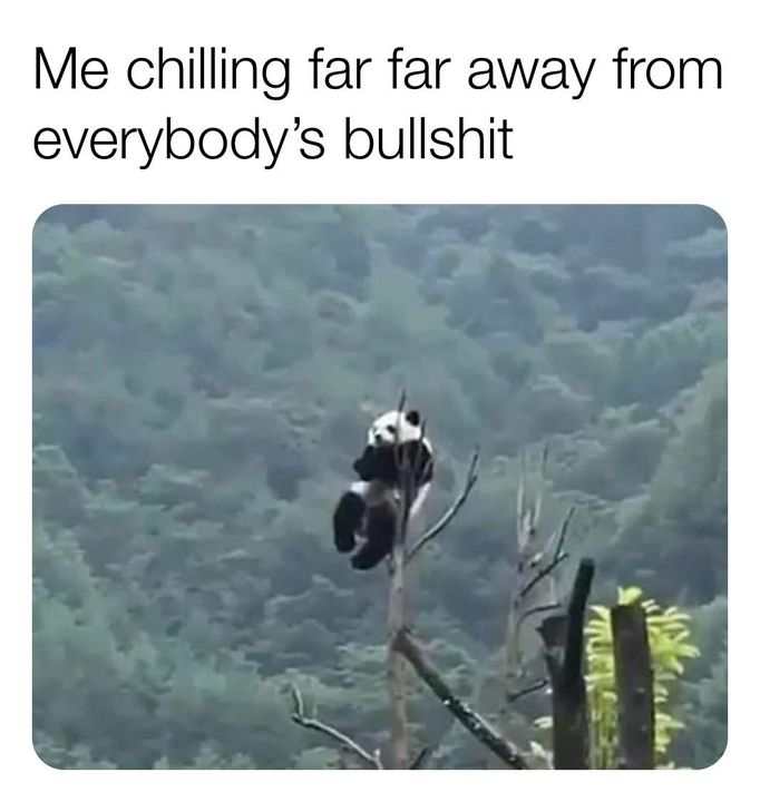 panda top of tree gif - Me chilling far far away from everybody's bullshit