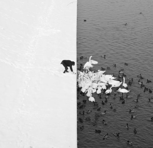 man feeding swans in the snow