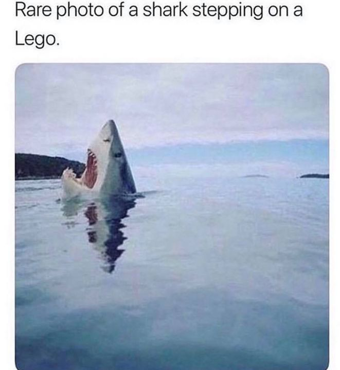 rare memes - Rare photo of a shark stepping on a Lego.