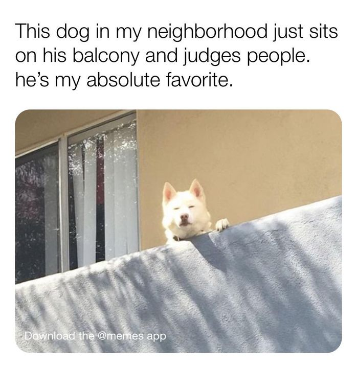 judgemental dog meme - This dog in my neighborhood just sits on his balcony and judges people. he's my absolute favorite. Download the app