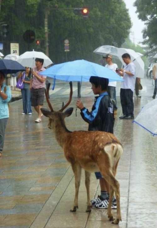deer with umbrella