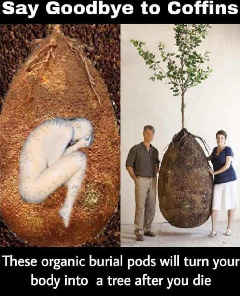 Say Goodbye to Coffins These organic burial pods will turn your body into a tree after you die