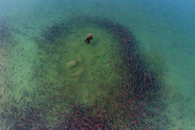 Sockeye Salmon. Red Fish