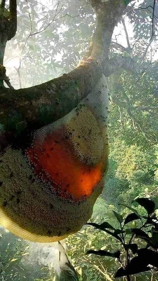 natural honey bee hive