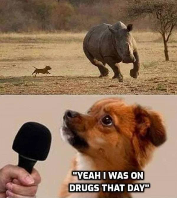 dog and rhino meme - "Yeah I Was On Drugs That Day