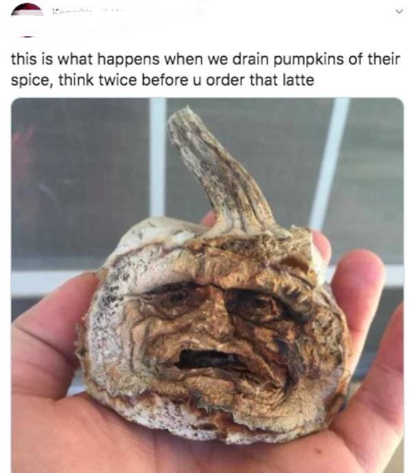 dehydrated pumpkin meme - this is what happens when we drain pumpkins of their spice, think twice before u order that latte