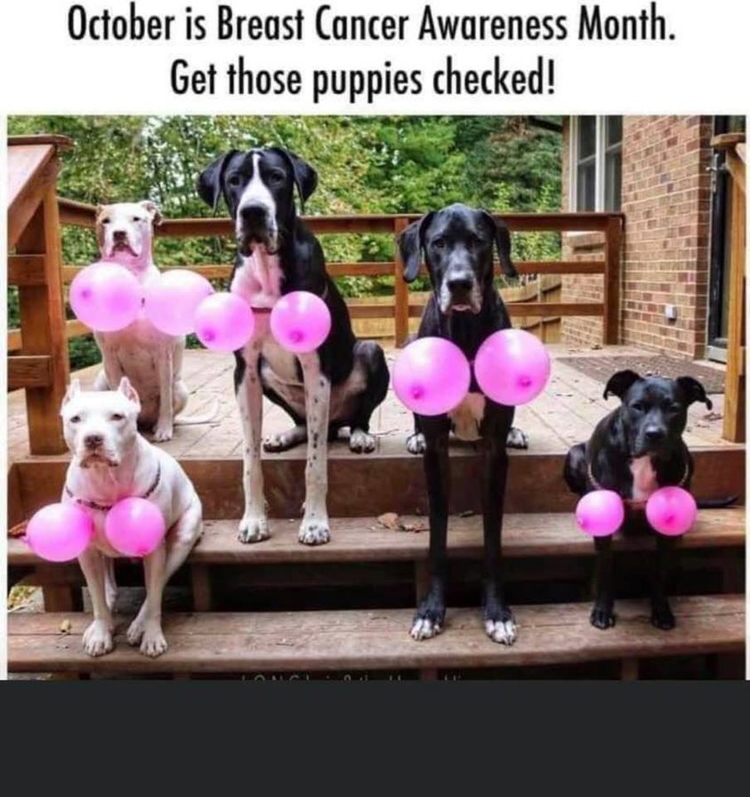 check your puppies breast cancer awareness - October is Breast Cancer Awareness Month. Get those puppies checked!