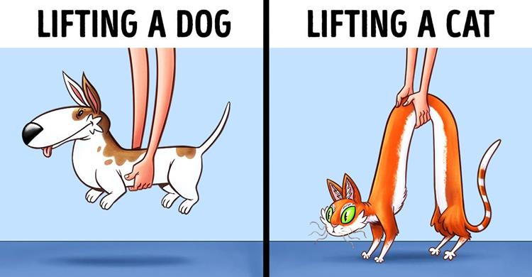 cats and dogs differences - Lifting A Dog Lifting A Cat