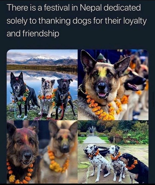 fauna - There is a festival in Nepal dedicated solely to thanking dogs for their loyalty and friendship