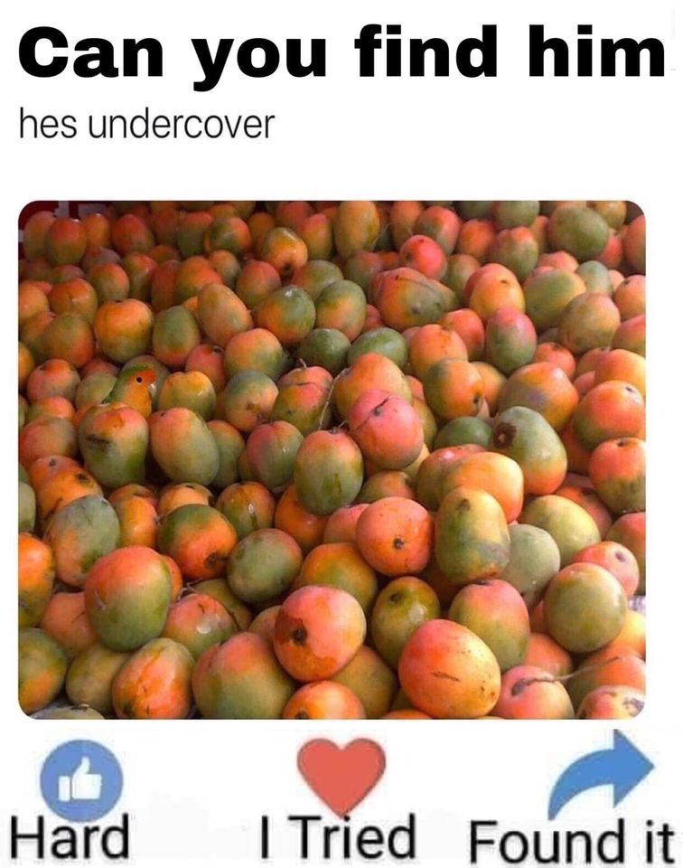 pile of mangoes - Can you find him hes undercover Hard I Tried Found it