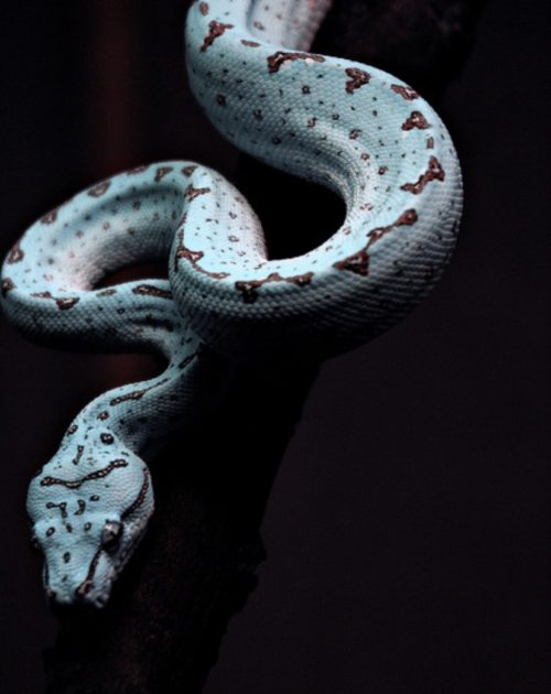 green tree python juvenile