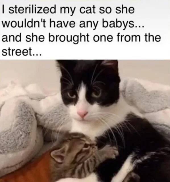 I sterilized my cat so she wouldn't have any babys... and she brought one from the street...