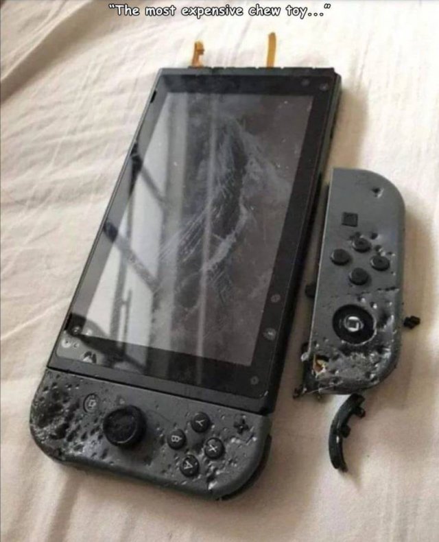 dog chewed nintendo switch - "The most expensive chew toy..."