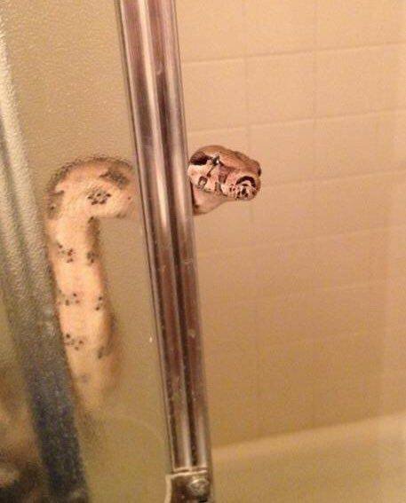 snake in the shower