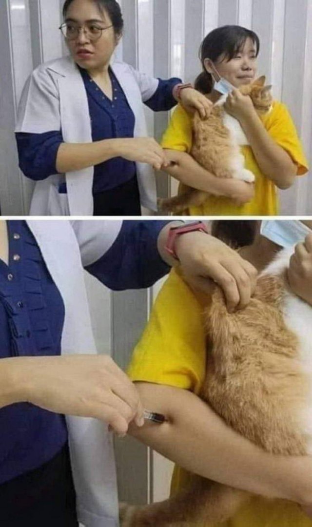 funny pic - veterinarian accidentally poking woman with needle instead of cat