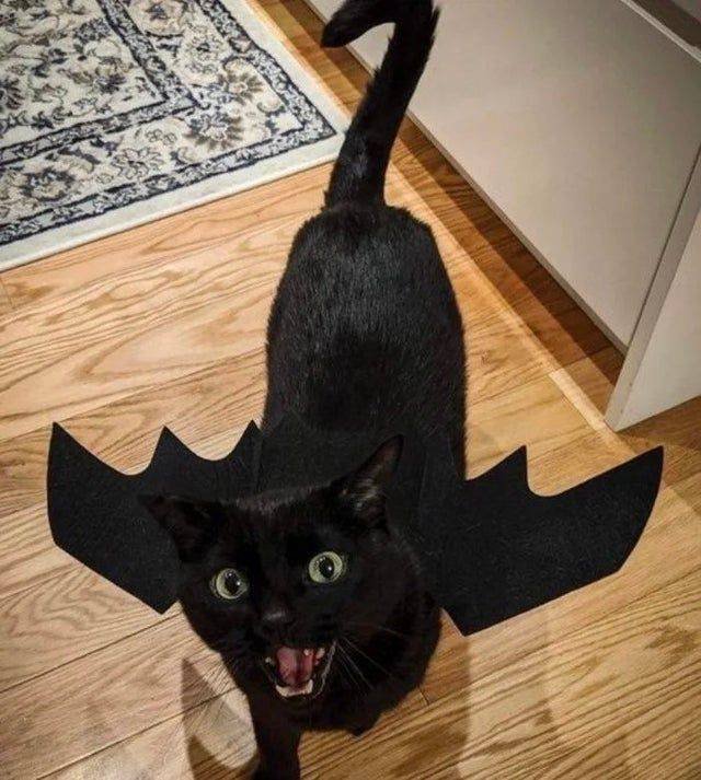 funny pic - black cat wearing bat wings halloween costume