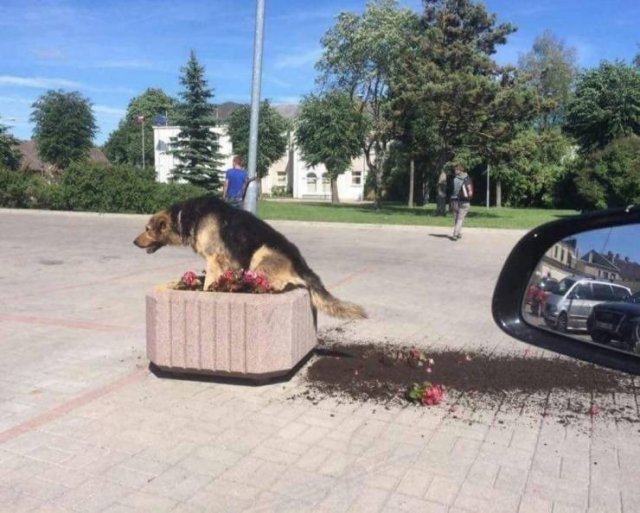 funny pic - dog pooping in a planter