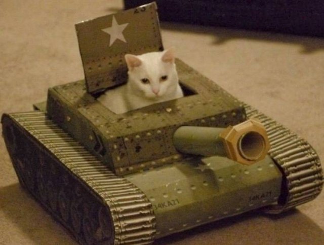 cat tank meme - Azi