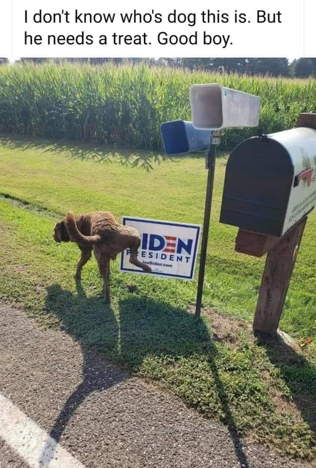 biden dog pee - I don't know who's dog this is. But he needs a treat. Good boy. Iden Esident loebiden.com