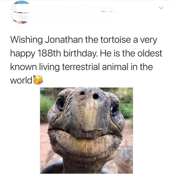 hugo australian reptile park - Wishing Jonathan the tortoise a very happy 188th birthday. He is the oldest known living terrestrial animal in the world!