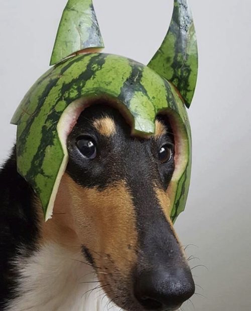 melon collie