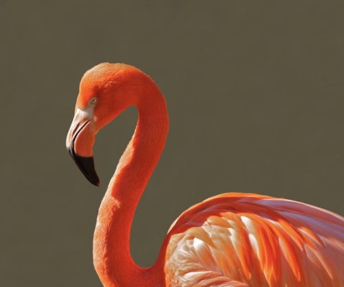 flamingo beak color
