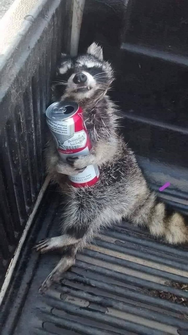 raccoon drinking beer - Tal bond produced end our what Budweise Lingierek Lores Al