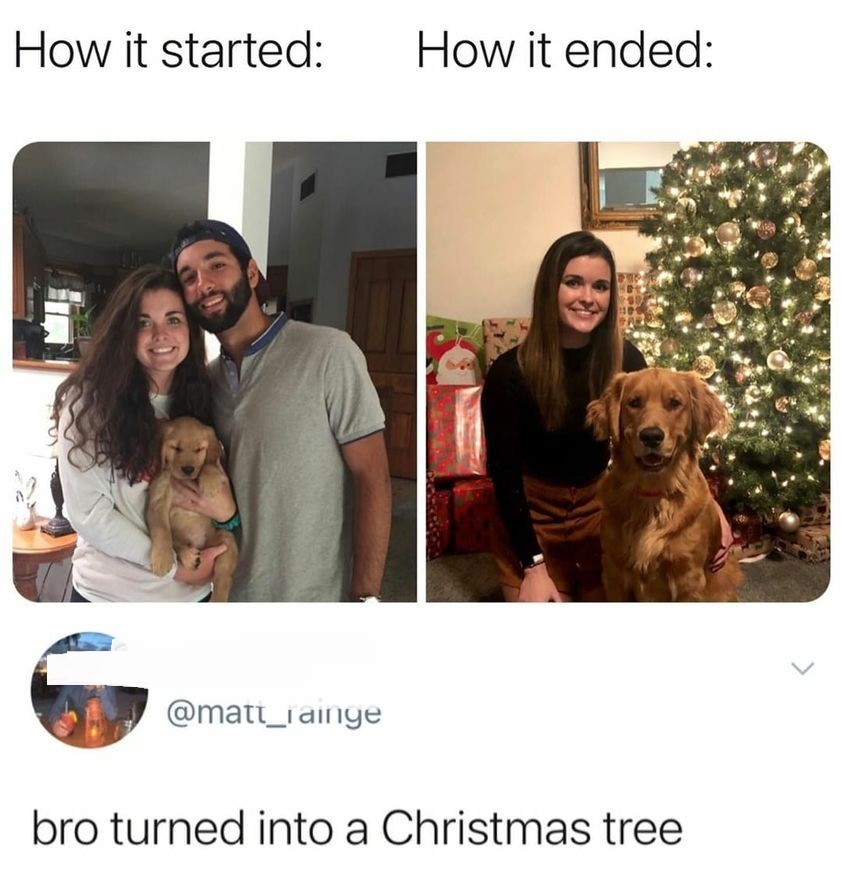 dog - How it started How it ended bro turned into a Christmas tree