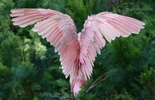 most beautiful bird wings