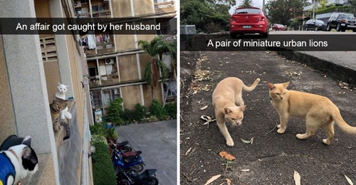 miniature urban lions - An affair got caught by her husband A pair of miniature urban lions