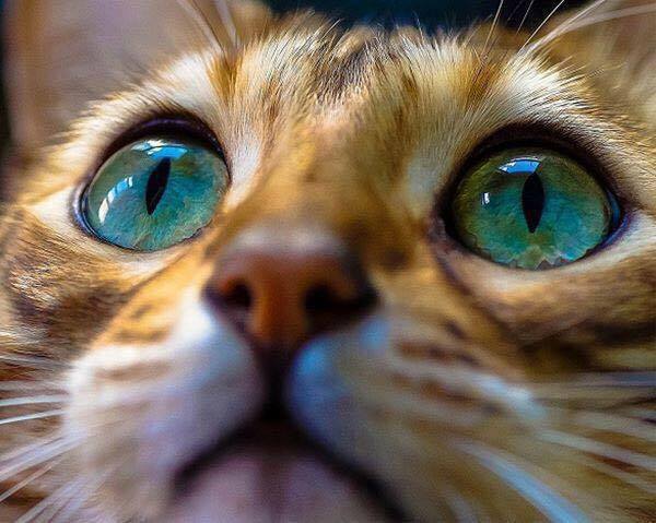 beautiful animals eyes