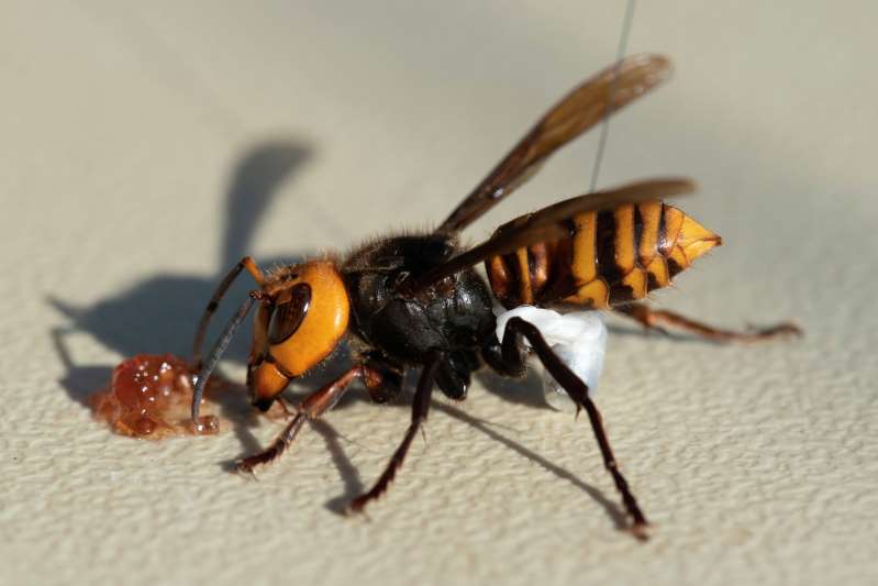 Asian giant hornet