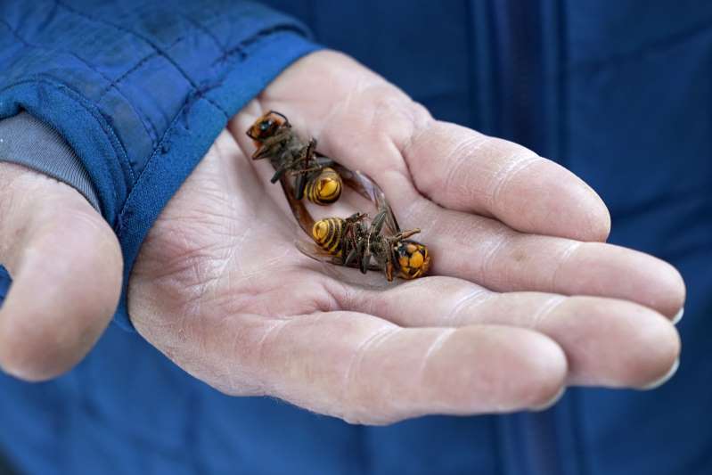 Asian giant hornet