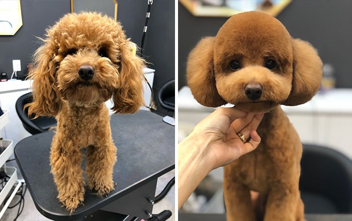 dog haircuts before and after