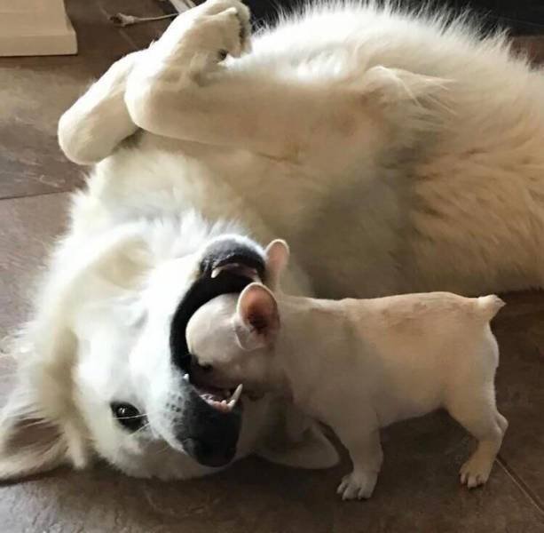 dog with head in mouth