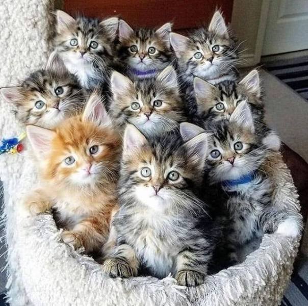 basket of cats -