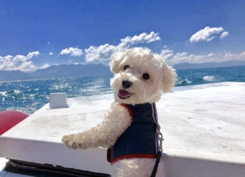 dog on boat funny