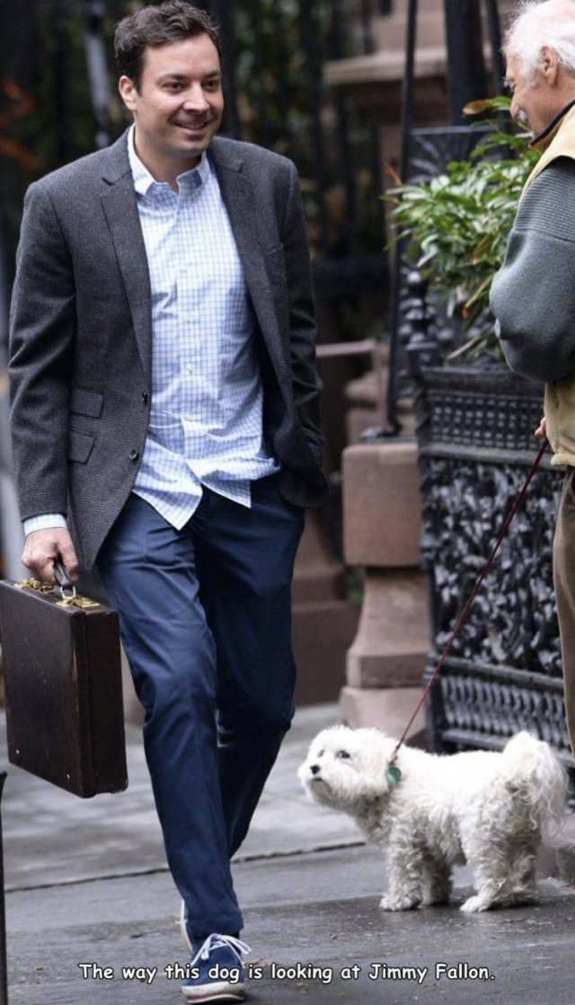 Jimmy Fallon - The way this dog is looking at Jimmy Fallon.