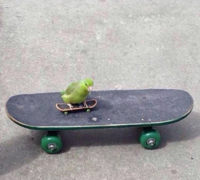 bird in skate