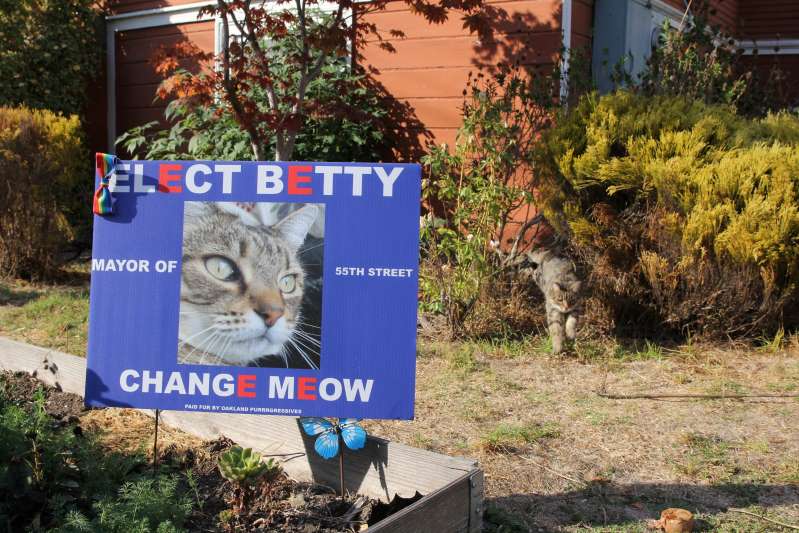 Cat - El Ct Betty Mayor Of 55TH Street Change Meow Mb Fur Starlame Fragressives