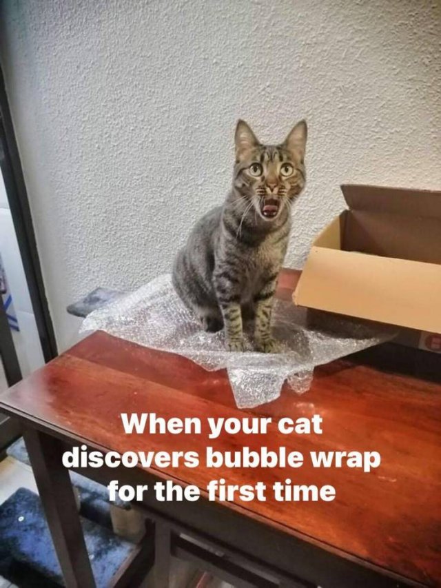 photo caption - When your cat discovers bubble wrap for the first time