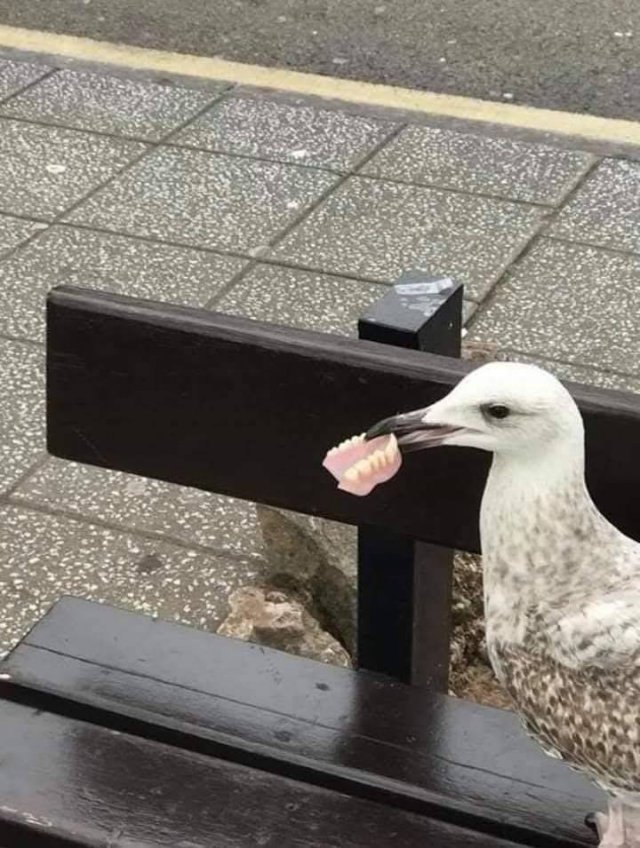 seagull with false teeth - See