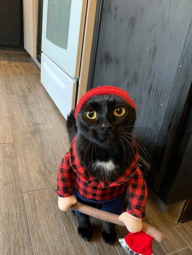 lumberjack cat