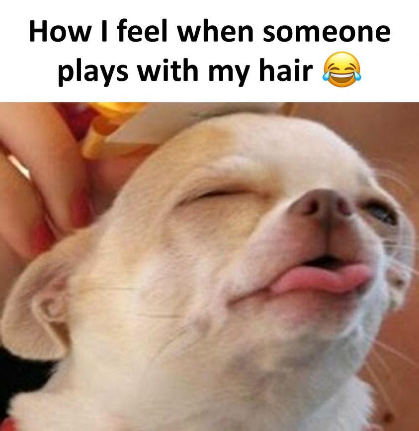 someone plays with my hair meme - How I feel when someone plays with my hair